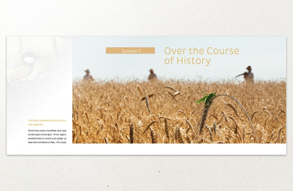 PATHÉ INTERNATIONAL - Dossier de presse 'The Forest Kingdom' : 5